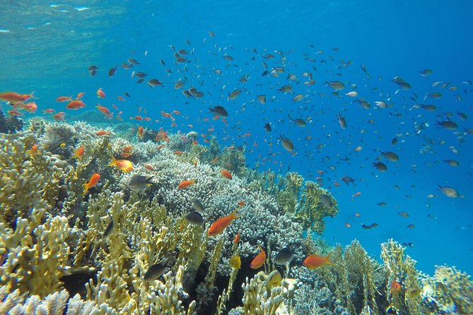 Intro Scuba Diving - What the $23.26 price really covers