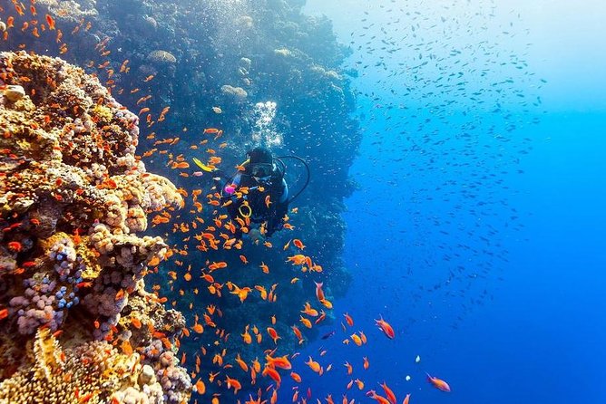 Intro Scuba Diving Beginners Full Day Boat Trip 2 Stops Diving & Lunch– Hurghada - Stop two: a second chance to enjoy the reef