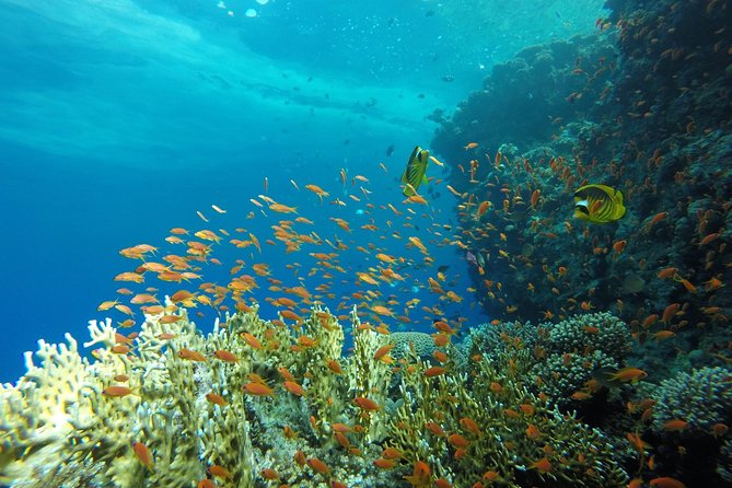 Intro Scuba Diving - Pickup, marina transfer, and the morning schedule