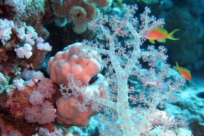Introduction: Diving from the Reef in Sharm El Sheikh - Seeing fish and the Sinai Peninsula’s reef life