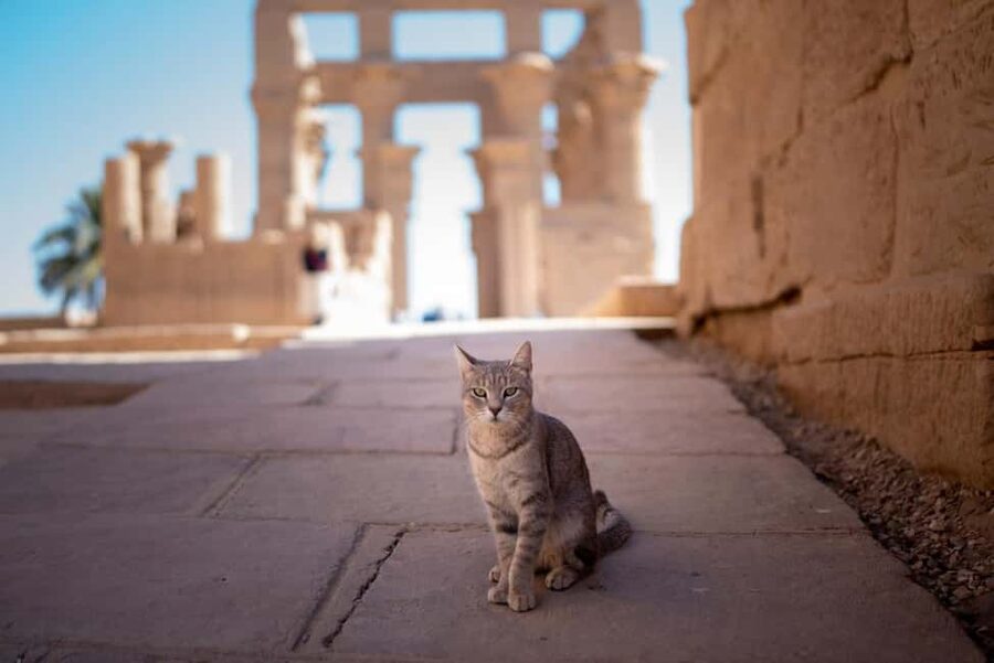 Luxor: Private Full-Day Customized Tour With Carriage Ride - The Valley of the Kings: tombs, choices, and extra fees