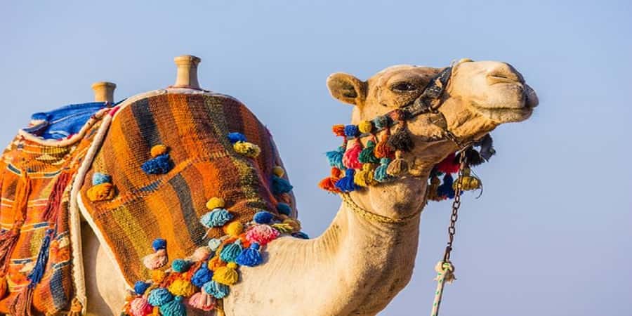 Luxor: Scenic Camel or Horse Ride - What this Luxor ride is really like