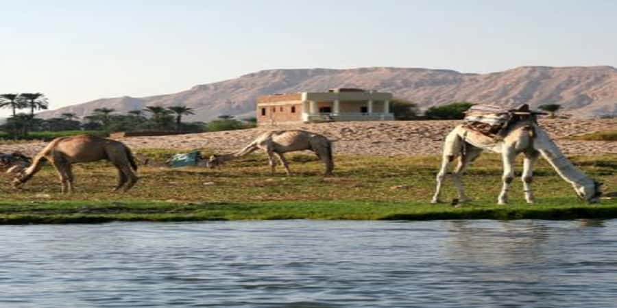 Luxor: Scenic Camel or Horse Ride - Crossing to Luxor’s West Bank