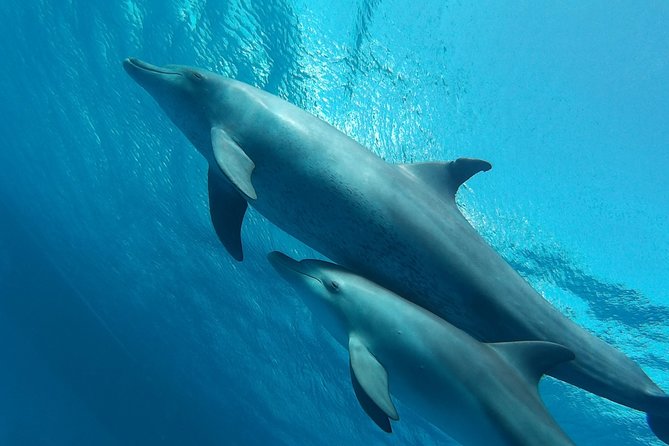 Luxury Cruise inc. Snorkeling/Massage/Island/water sport & Lunch - Orange Bay and the Giftun Islands