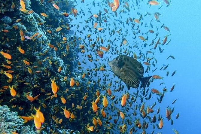 Luxury Cruise to Orange Bay and paradise island Trip-Hurghada - The main snorkeling session over coral reef