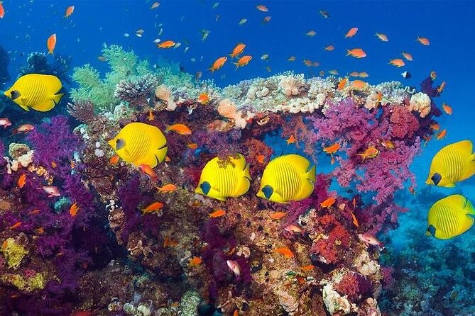 Luxury Cruise to Orange Bay and paradise island Trip-Hurghada - Lunch with Red Sea views