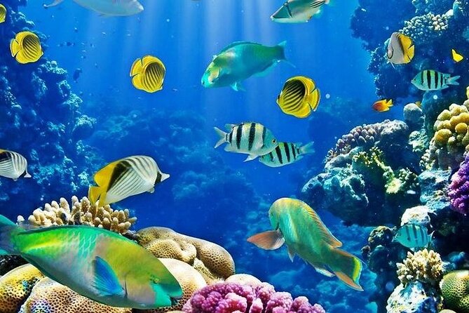 Luxury Cruise to Orange Bay and paradise island Trip-Hurghada - The eight-hour rhythm and shared transport