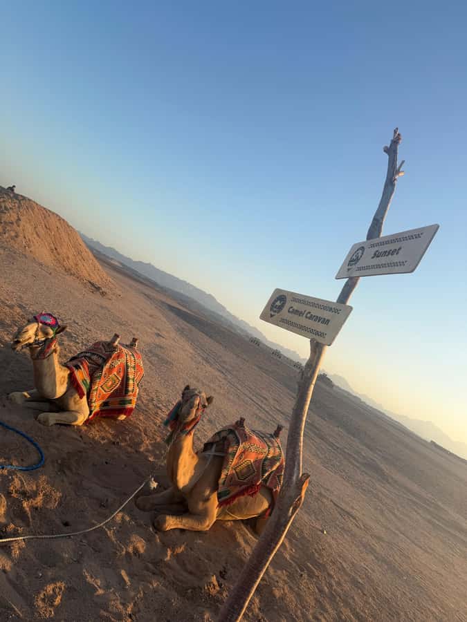Makadi Bay: BADU Luxury Bedouin Dinner Experience & Stargaze - Six details worth knowing before you book