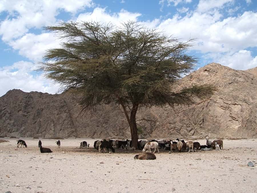 Makadi Bay: Jeep Safari Adventure with Bedouin guide - Belly dancing, Arabian music, and the snake show