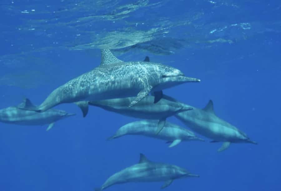 Makadi Bay: Royal Seascope Submarine Cruise & Snorkel stop - The 20-minute snorkeling stop