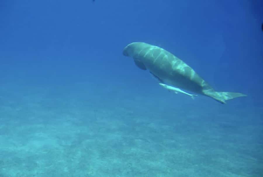 Makadi Bay: Royal Seascope Submarine Cruise & Snorkel stop - The ride from your hotel to the marina