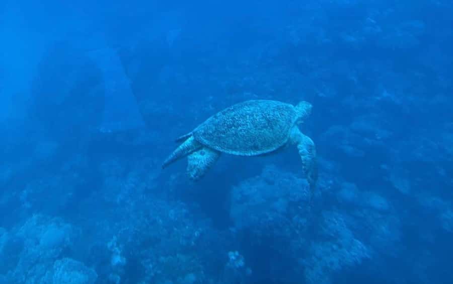 Marsa Alam: Elite vip Turtle bay snorkeling with BBQ Lunch - A polished boat day on the Red Sea