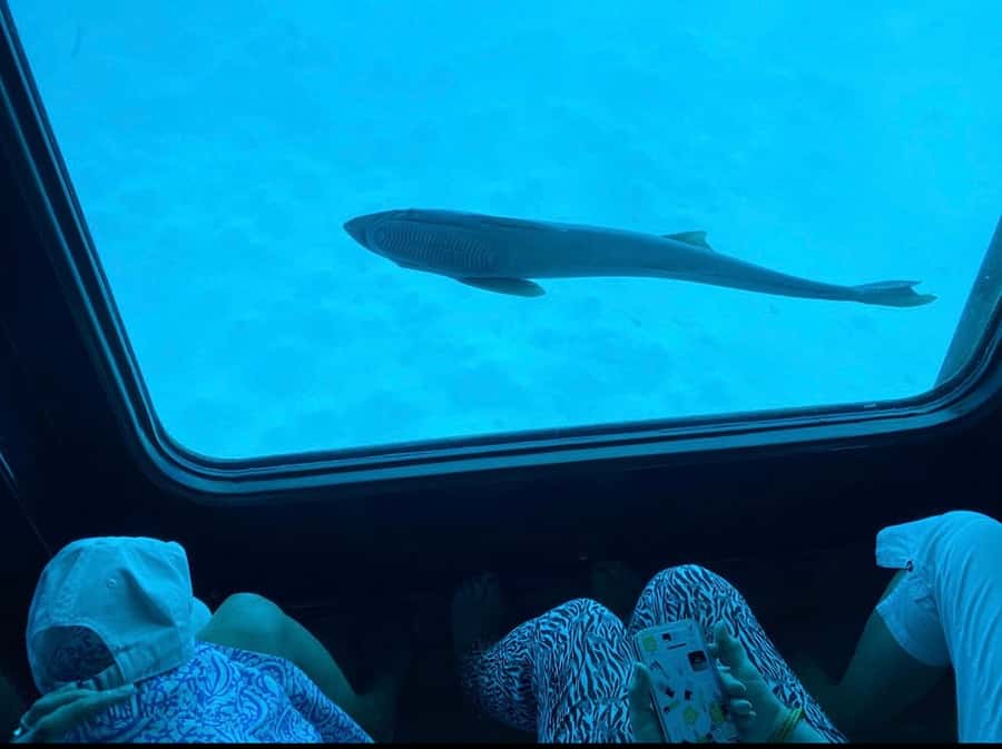 Marsa Alam: Nefertari Sunset/Morning Cruise & Snorkeling - Port Ghalib free time and the return problem