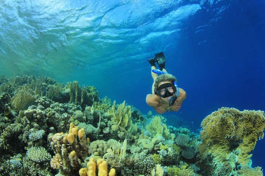 Marsa Alam:Sataya Reefs Dolphin Snorkeling Cruise with Lunch - Why Sataya Reef is worth the long journey