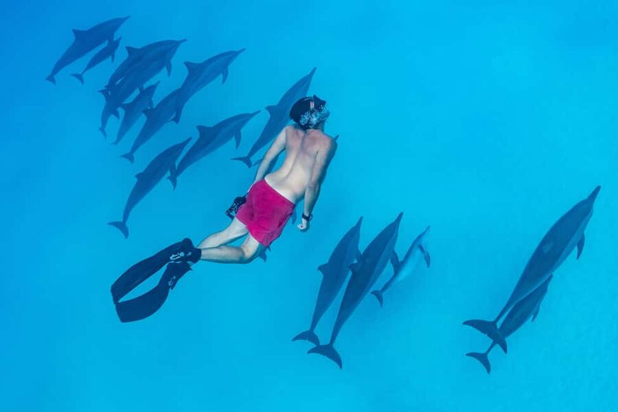 Marsa Alam:Sataya Reefs Dolphin Snorkeling Cruise with Lunch - Sataya Lagoon and the search for dolphins