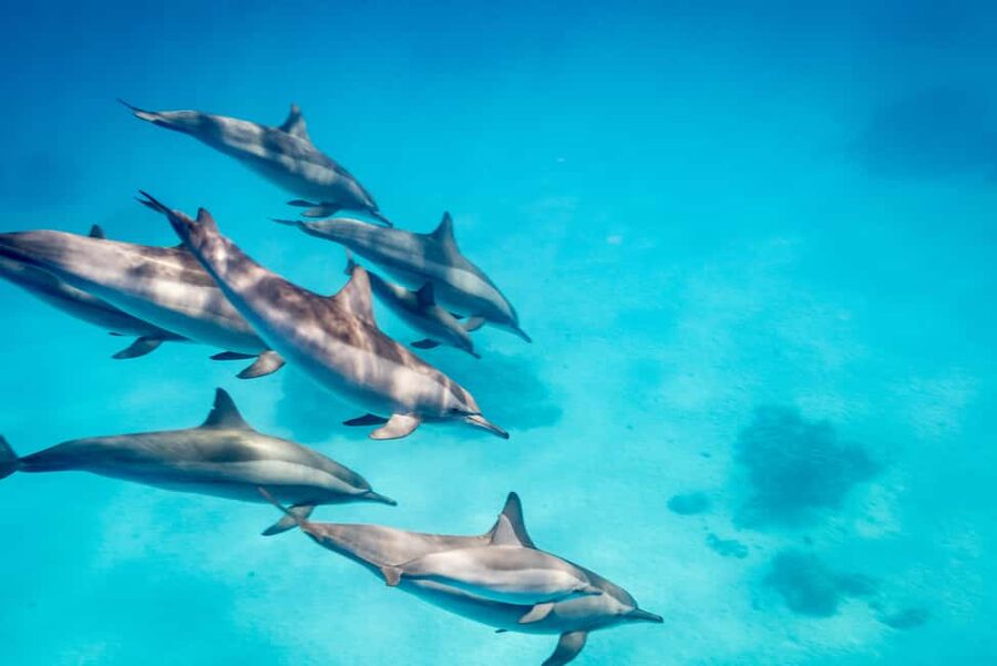 Marsa Alam:Sataya Reefs Dolphin Snorkeling Cruise with Lunch - Lunch, drinks, and breaks on board