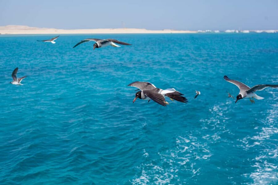 Marsa Alam:Sataya Reefs Dolphin Snorkeling Cruise with Lunch - Is this Marsa Alam dolphin cruise worth booking?