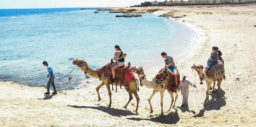Marsa Alam: Sea and Desert Camel Riding Tour - What the Marsa Alam camel ride is really like