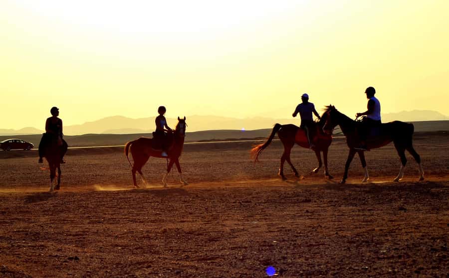Marsa Alam: Sea and Desert Horse Riding Tour - How the guides handle beginners and experienced riders