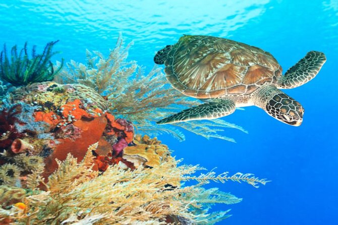 Marsa Alam: Snorkel with Sea Cows and Turtles at Marsa Mubarak - Looking for the dugong and sea turtles