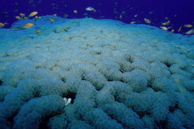 Marsa Alam: Snorkel with Sea Cows and Turtles at Marsa Mubarak - The boat trip to Marsa Mubarak