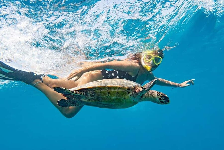 Marsa Alam: Snorkeling with Sea Turtles Marsa Mubarak - What the guided snorkeling is really like