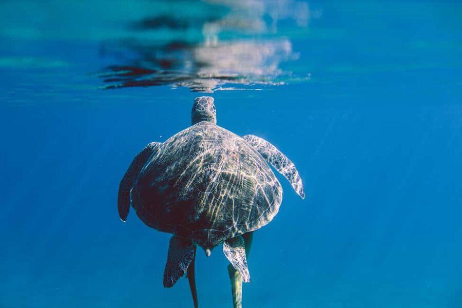 Marsa Alam: Snorkeling with Sea Turtles Marsa Mubarak - What $68 per person gets you