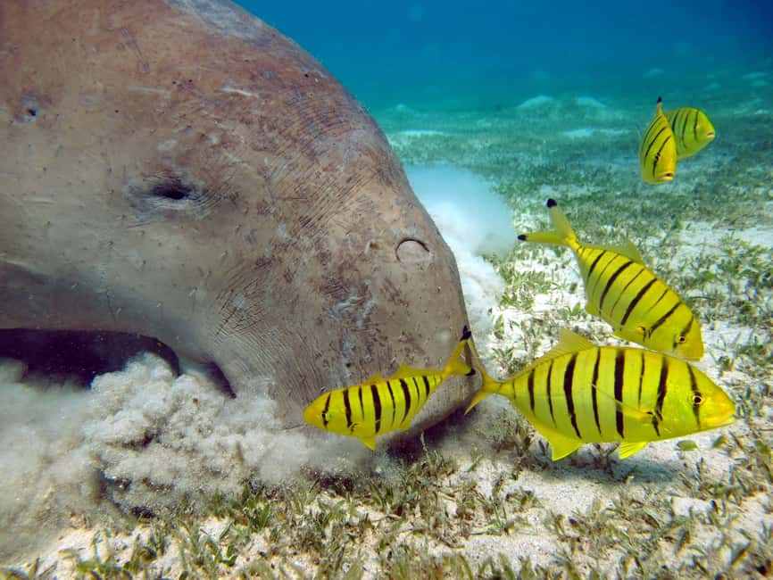 Marsa Alam: Snorkeling with Sea Turtles Marsa Mubarak - Who should book this snorkeling trip