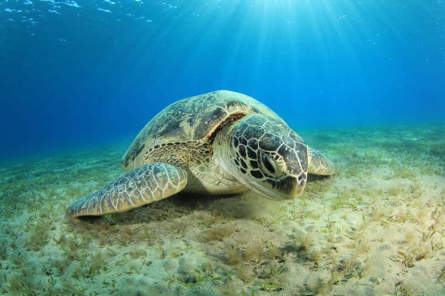 Marsa Alam: Snorkeling with Sea Turtles Marsa Mubarak - What to pack for a better day