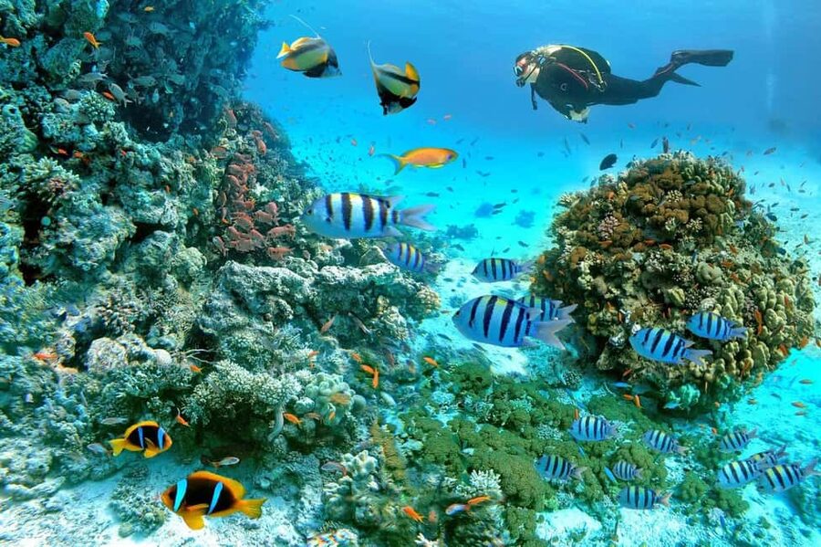 Marsa Alam: Snorkeling with Sea Turtles Marsa Mubarak - Why Marsa Mubarak is worth the trip