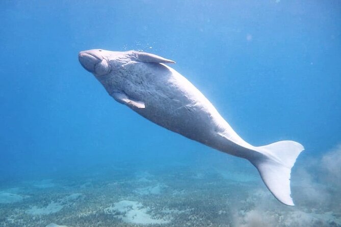 Marsa Mubarak snorkeling with dugong and turtles - marsaalam - The short ride into Marsa Mubarak