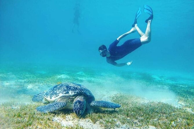 Marsa Mubarak snorkeling with dugong and turtles - marsaalam - The turtle stop is often the safer bet