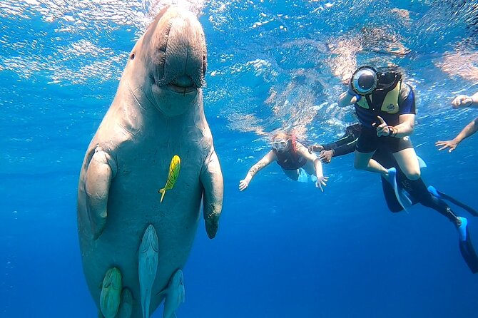 Marsa Mubarak snorkeling with dugong and turtles - marsaalam - How good are the coral reefs?