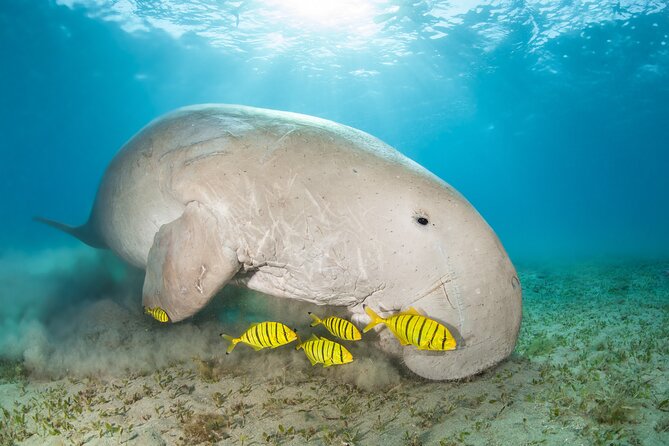Marsa Mubarak snorkeling with dugong and turtles - marsaalam - What $82 really buys you