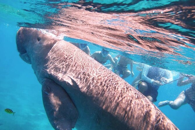 Marsa Mubarak snorkeling with dugong and turtles - marsaalam - Searching for the dugong without false promises