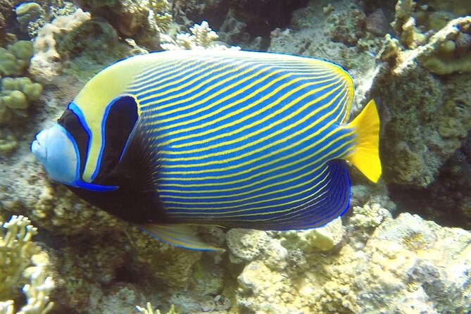 PADI Advanced Diving Course in Hurghada - Learn Scuba Diving - Why four students is a real advantage