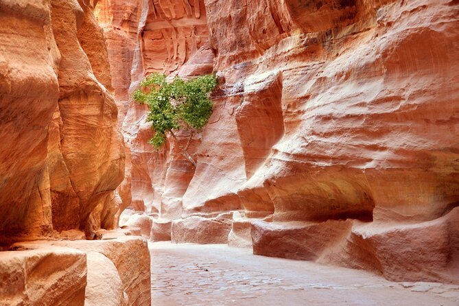 Petra Temple And Jordan full day Tour From Sharm El Sheikh - Wadi Musa, the town beside Petra