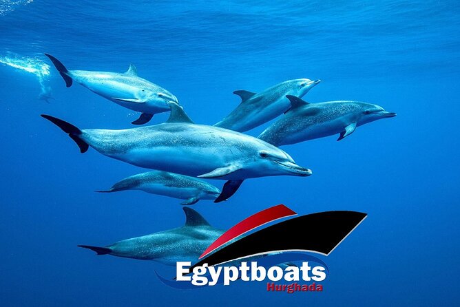 PRIVATE! | 4-hour Speed Boat Trip | Swim With Dolphins, Snorkeling & Island - Why a private Hurghada speedboat makes sense