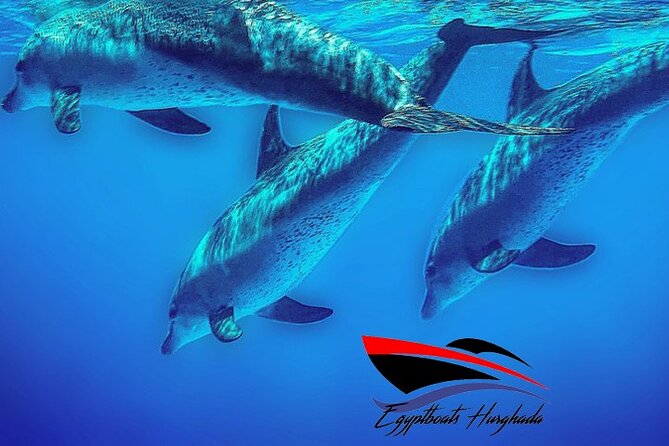 PRIVATE! | 4-hour Speed Boat Trip | Swim With Dolphins, Snorkeling & Island - From Hurghada Marina to the open Red Sea