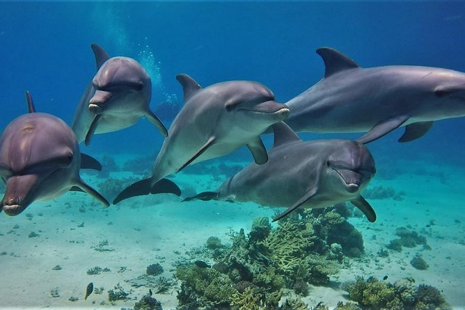 Private Boat to Dolphin House Full day Snorkeling Sea Trip Max 10 Pax - Hurghada - Dolphin House and the rules for meeting wild dolphins