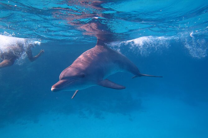Private Boat to Dolphin House Full day Snorkeling Sea Trip Max 10 Pax - Hurghada - What the $100 price includes