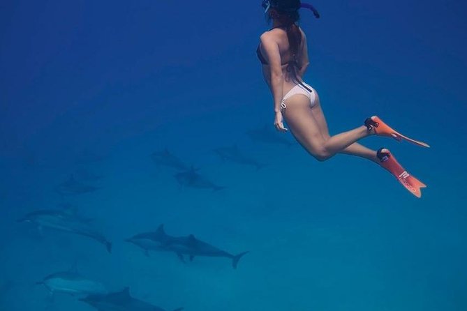 Private Dolphin House Boat Tour with Snorkeling & Lunch– Hurghada - Choosing between Dolphin House, Giftun Island, and snorkeling