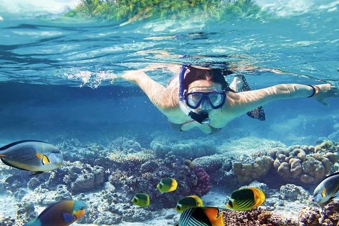 Private Dolphin House Boat Tour with Snorkeling & Lunch– Hurghada - Who will enjoy this Hurghada cruise most