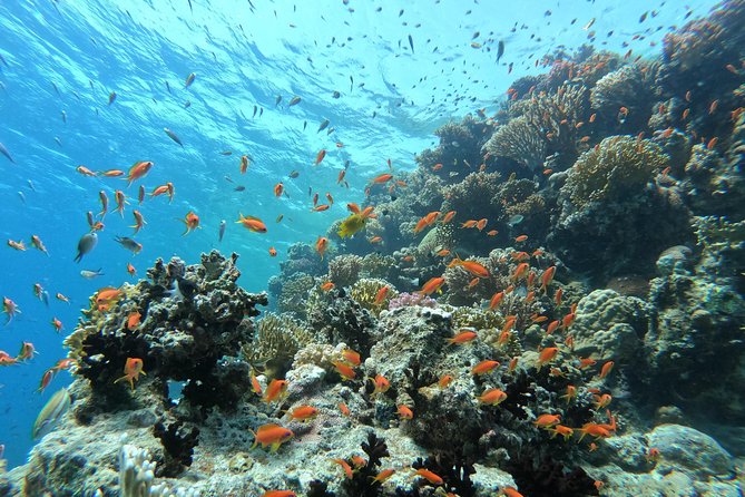 Private Dolphin Watching And Snorkeling Tour - Abu Minqar Island and the slower final hour