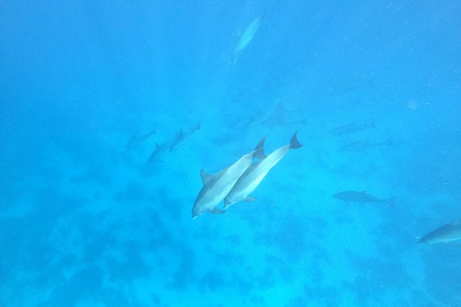 Private Dolphin Watching And Snorkeling Tour - Weather, timing, and practical preparation