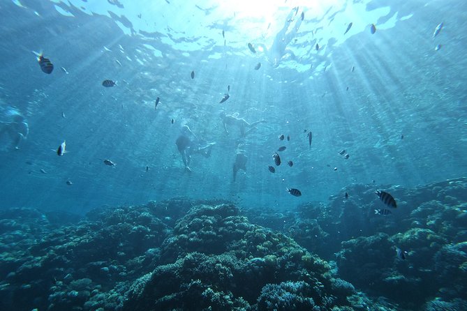 Private Dolphin Watching And Snorkeling Tour - Searching for dolphins in their natural home