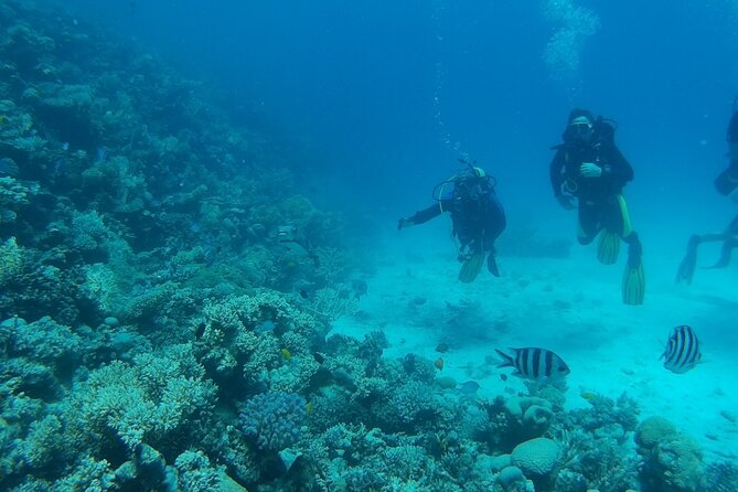 Private sea trip Hurghada - Starting from Hurghada between 8:00 and 9:00 a.m.