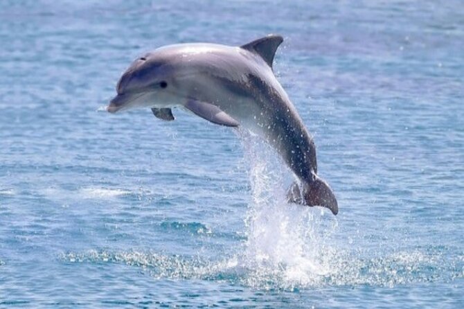 Private Speed Boat Snorkeling with Dolphins Trip - Hurghada - Snorkeling over coral reefs and colorful fish