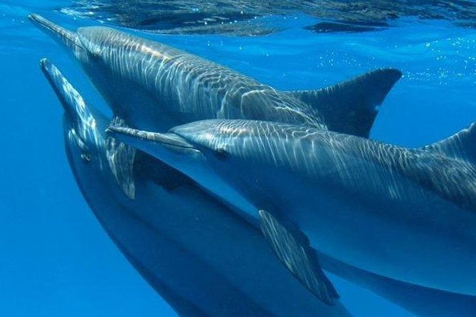 Private Speed Boat & Swim With Dolphins & Water Sports-hurghada - Dolphin House and the reality of wild dolphins