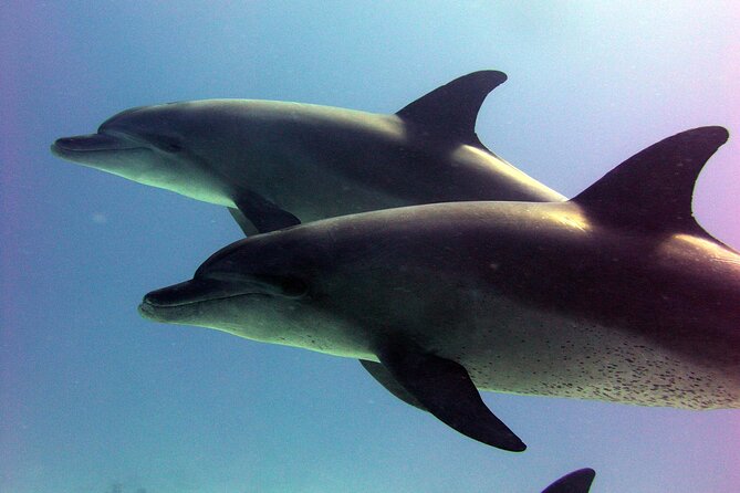 Private Speed Boat to Magawish Island's Hidden Wonders - Hurghada - The Ride Out From Hurghada